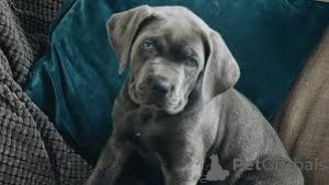 Photo №2 de l'annonce № 136219 de la vente cane corso - acheter à La Grande-Bretagne 