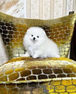 Photo №4. Je vais vendre spitz nain en ville de Munich. annonce privée - prix - 455€