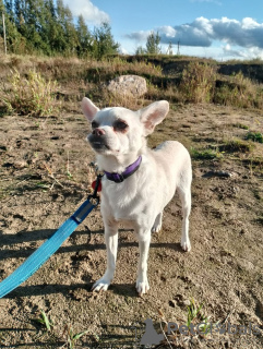 Photos supplémentaires: Chien calme et très beau, 1 an