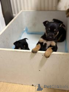 Photo №2 de l'annonce № 168829 de la vente australian kelpie - acheter à Australie éleveur