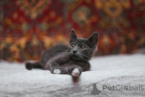 Photos supplémentaires: Le chaton fumé Funtik cherche un foyer !