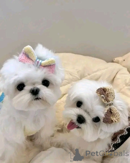 Photo №1. bichon maltais - à vendre en ville de Berlin | 350€ | Annonce №160059