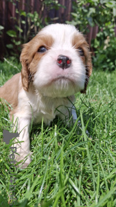 Photo №2 de l'annonce № 145734 de la vente cocker américain, cocker spaniel anglais, springer anglais, welsh springer spaniel, épagneul d'eau irlandais, cavalier king charles spaniel, cavalier king charles spaniel, clumber spaniel, épagneul russe, épagneul tibétain - acheter à La Lettonie annonce privée, de la fourrière, éleveur
