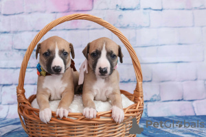 Photo №3. Chiots Whippet.. Fédération de Russie