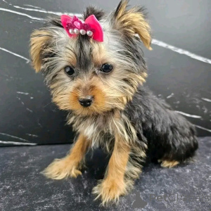 Photo №2 de l'annonce № 138050 de la vente yorkshire terrier - acheter à Espagne éleveur