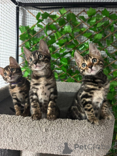 Photo №2 de l'annonce № 152629 de la vente bengal - acheter à Suisse annonce privée