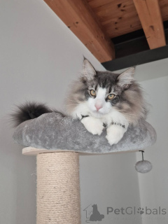 Photo №2 de l'annonce № 169106 de la vente chat des forêts norvégiennes - acheter à La finlande annonce privée