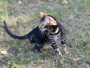 Photo №2 de l'annonce № 36697 de la vente bengal - acheter à La Grande-Bretagne annonce privée, de la fourrière, éleveur