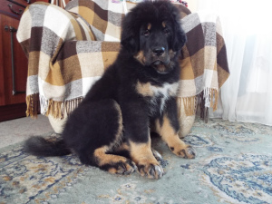 Photo №2 de l'annonce № 3543 de la vente dogue du tibet - acheter à Fédération de Russie de la fourrière, éleveur