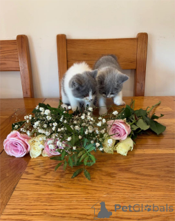 Photo №2 de l'annonce № 153214 de la vente british shorthair - acheter à Allemagne 