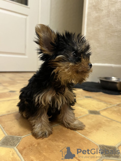 Photos supplémentaires: Beaux chiots Yorkshire terrier miniatures