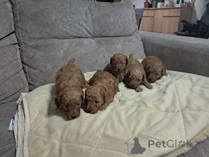 Photo №2 de l'annonce № 171105 de la vente caniche (jouet) - acheter à Serbie éleveur