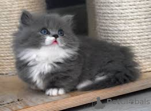 Photo №3. Munchkin-kissanpennut adoptoitavaksi. La finlande