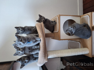 Photo №1. ragdoll - à vendre en ville de Charleroi | Gratuit | Annonce № 172760
