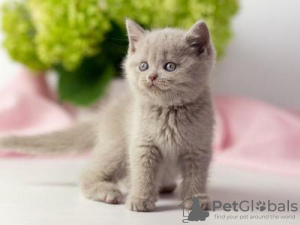 Photo №2 de l'annonce № 125401 de la vente british shorthair - acheter à Allemagne 