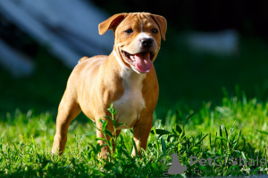 Photo №2 de l'annonce № 20608 de la vente american pit bull terrier - acheter à Pologne de la fourrière