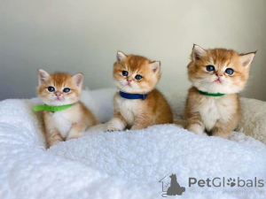 Photo №1.  - à vendre en ville de Piatra neamț | négocié | Annonce № 161747