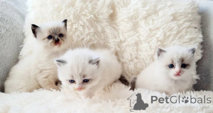 Photo №3. Réintégrer Ragdoll-Kätzchen MIT Stammbaum, Registriert, REBRASSIG, HCM und Pkd. Allemagne