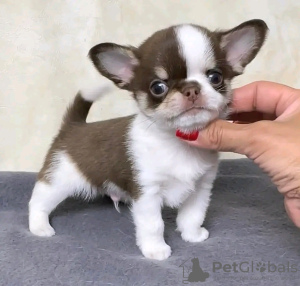 Photo №3. Chihuahua formé des toilettes. Belgique