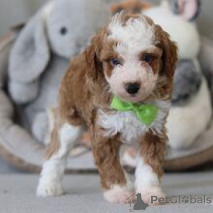 Photo №4. Je vais vendre caniche (jouet) en ville de Fracasse. annonce privée - prix - 581€