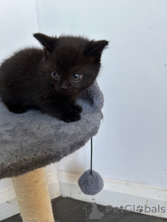 Photo №3. Mignons chatons British Shorthair disponibles à la vente. La Grande-Bretagne