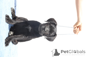 Photo №3. Chester de SPQR Corso FCI Pedigree. La Roumanie