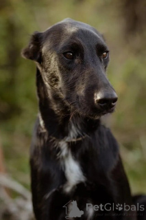 Photo №3. Le merveilleux Seigneur cherche sa famille. Fédération de Russie
