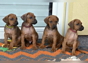Photo №1. chien thaïlandais à crête dorsale - à vendre en ville de Chorherrn | 350€ | Annonce №170155