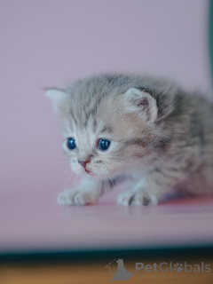 Photo №1.  - à vendre en ville de Alabama | négocié | Annonce № 161687