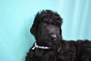 Photos supplémentaires: Chiots à vendre Russian Black Terrier.
