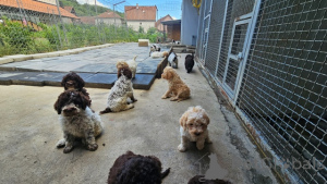 Photo №4. Je vais vendre chien d'eau romagnol en ville de Trrstenik.  - prix - 300€