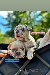 Photo №1. bouledogue - à vendre en ville de Viernheim | 580€ | Annonce №175986