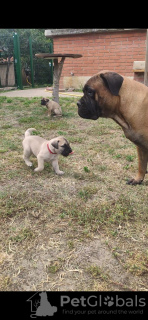 Photos supplémentaires: Chiots Bullmastiff