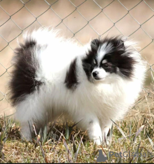 Photo №1. spitz nain - à vendre en ville de Vilnius | 1200€ | Annonce №18784