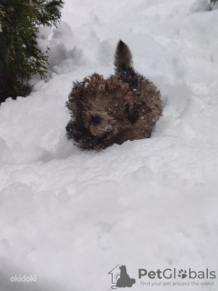 Photo №4. Je vais vendre caniche (jouet) en ville de Tallinn. éleveur - prix - 750€