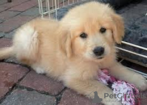 Photo №3. D'étonnants chiots Golden Retriever de qualité supérieure prêts pour leur. La Grande-Bretagne