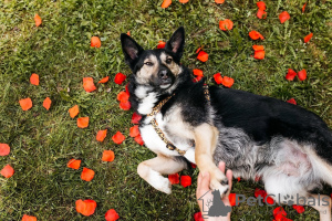 Photo №2 de l'annonce № 115017 de la vente chien bâtard - acheter à Fédération de Russie annonce privée