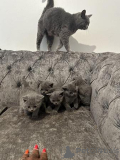 Photo №1. british shorthair - à vendre en ville de Gelsenkirchen | 350€ | Annonce № 108606