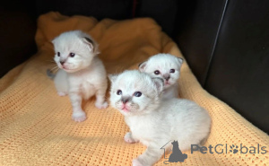 Photo №1. british shorthair - à vendre en ville de Butzbach | 350€ | Annonce № 169543