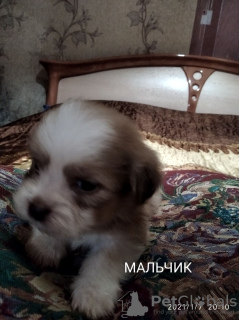 Photo №4. Je vais vendre shih tzu en ville de Lugansk. annonce privée - prix - 77€