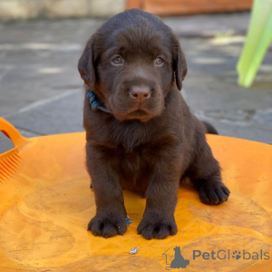 Photo №3. Chiots de retriever labrador enregistrés. Allemagne