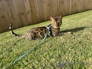 Photo №2 de l'annonce № 153217 de la vente bengal - acheter à Suède annonce privée