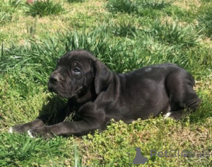 Photo №1. cane corso - à vendre en ville de Busko-zdrój | négocié | Annonce №162439