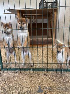 Photo №2 de l'annonce № 155100 de la vente shiba - acheter à Serbie 