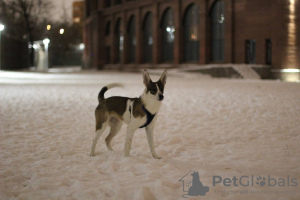 Photo №4. Je vais vendre chien bâtard en ville de Москва. annonce privée - prix - Gratuit