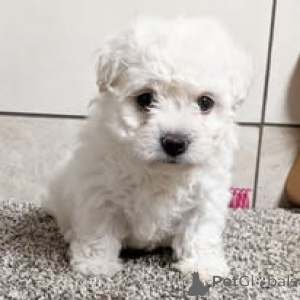 Photo №3. Bichon Frisén pennut etsivät perhettä. La finlande