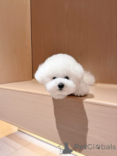 Photo №2 de l'annonce № 174973 de la vente bichon à poil frisé - acheter à Allemagne annonce privée