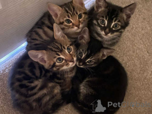 Photo №1. bengal - à vendre en ville de Adelboden | 350€ | Annonce № 151632