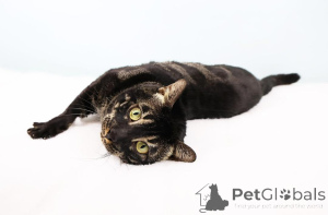 Photo №2 de l'annonce № 152645 de la vente bengal - acheter à Suisse annonce privée