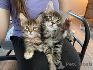 Photo №1. maine coon - à vendre en ville de Donzdorf | 350€ | Annonce № 172307